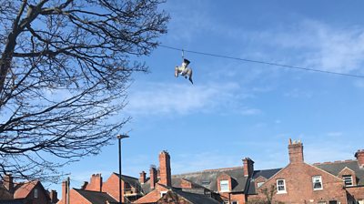 Seagull hanging from telegraph wire