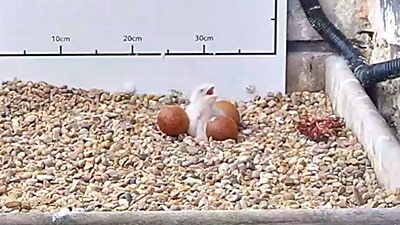 The first peregrine falcon chick to hatch this season