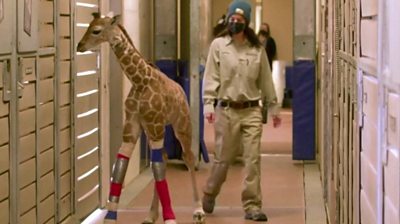 Custom-made brace helps heal baby giraffe - BBC News