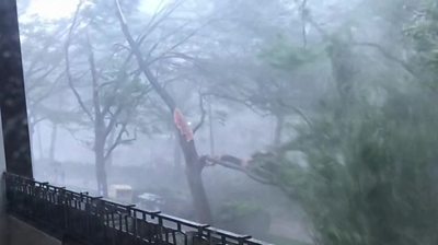 Strong winds from tornado ripping off a tree branch