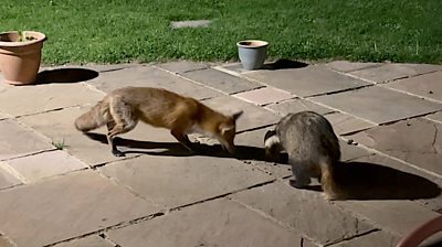 Fox and badger share meal in an Essex garden