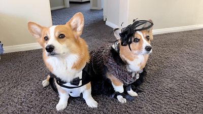 Corgis Hammy and Olivia