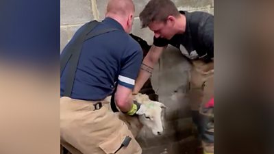 Firefighters saved the animal after getting tuck between two walls.