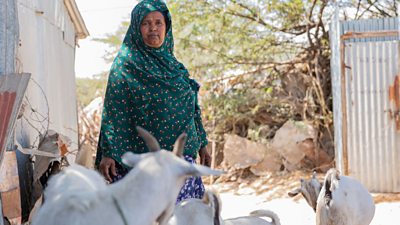 A woman in green headscarf faces the camera - in front of her are three white goats. They are between two corrugated tin structures in a dry yard, with a few small green and brown bushes nearby.