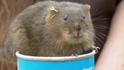 About 200 endangered waters voles have been reintroduced at the Trentham Estate in Staffordshire.