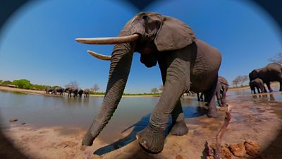 elephant seen through a VR headset