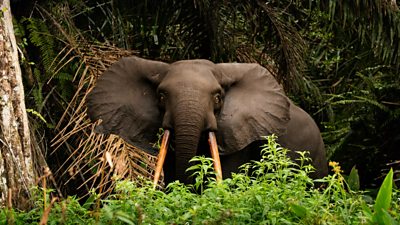 Elephant in Gabon