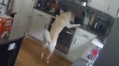 A dog with its paws up on the oven