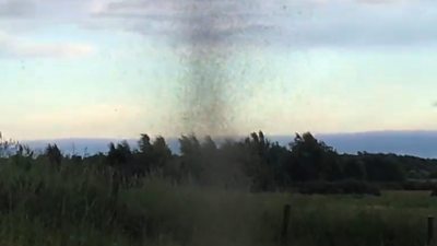 Watch as tens of thousands of midges gather in a "lek", a gathering in which they try to attract a mate.