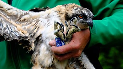 The four chicks are the latest from a successful breeding pair in Northumberland.