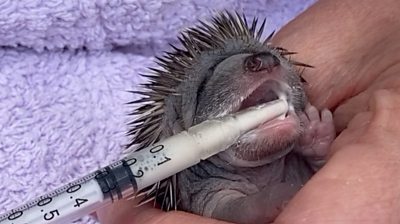 The founder of an animal charity says she wants to be able to rehabilitate more injured hedgehogs.
