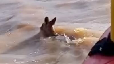 A kangaroo swimming in flood waters
