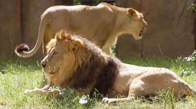 How do you help a lion with ear ache? - BBC Newsround