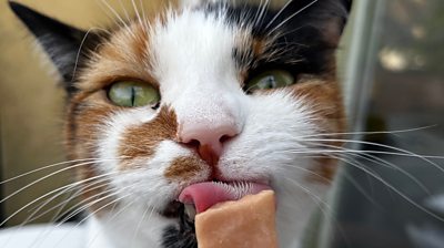 Cat licking frozen yoghurt treat