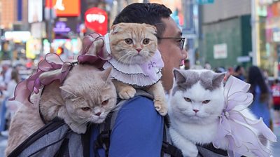 Three cats called Mocha, Spongecake and Donut sitting on their owner's shoulders