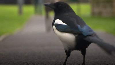 Mike the magpie