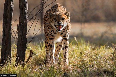 A group of cheetahs are travelling from African countries to India to be reintroduced into the wild.