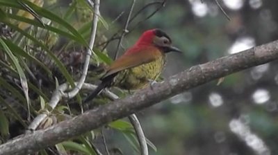 Bird on a branch in Bolivia