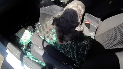 The dog that was rescued from the car