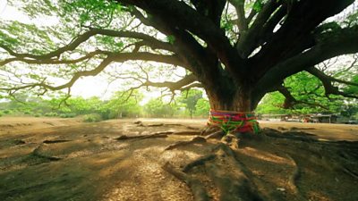 Big tree.