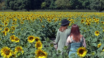 Becketts Farm sunflowers