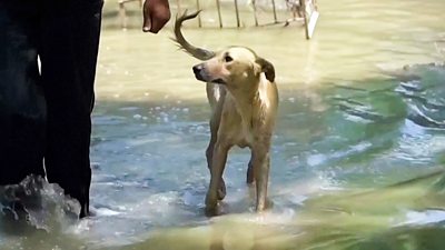 A dog walking through flood water