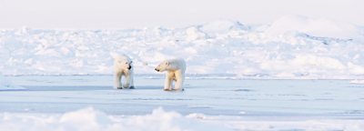 Incredible snaps of fighting tigers and a sleepy Arctic fox reveal nature's  power and beauty