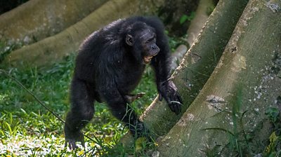 Chimpanzee drumming on tree