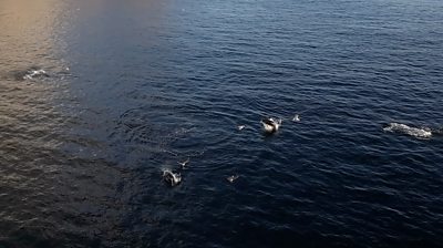 Tuna feeding in the sea