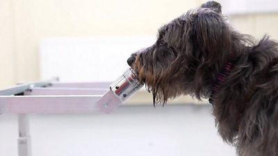 Dog doing stress sniff test