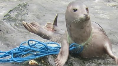 Seal and fishing net