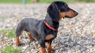 Southwold Sausage Dog Walk waiting for record confirmation - BBC News