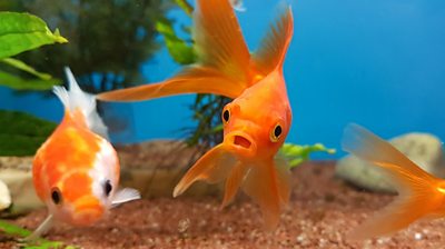 Oxford University: Goldfish Do Have Good Memories, Scientists Find ...