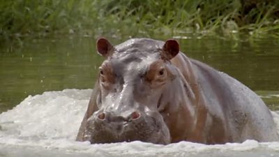 Hippo in Colombia