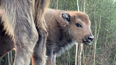 baby bison