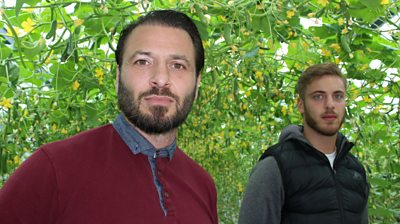 Tony Montalbano and his brother in the cucumber nursery