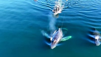 Marine rescuers struggled for hours to free a whale of rope stuck in its mouth. Then the humpback pulled this unexpected move.