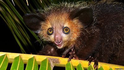 We're snot joking - lemur has special finger to pick nose! - BBC Newsround