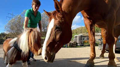 Carola with Pumuckel and another horse