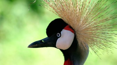 Uganda crane bird