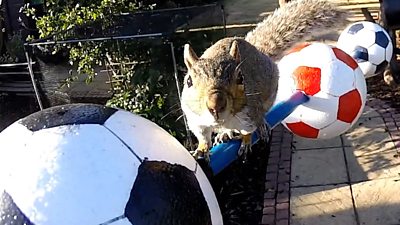 The football-themed obstacle course is a hit with the squirrels as well as humans watching online.