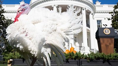 Turkey outside White House