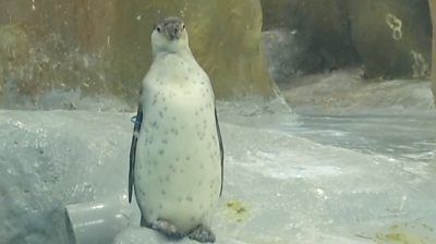 Three penguin chicks have become the centre of attraction at a Mumbai zoo.