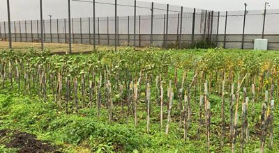 The tree nursery project started at Magilligan Prison