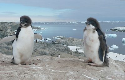Two Adélie penguin fledglings in east Antartica