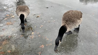 Geese in New York drinking from puddles