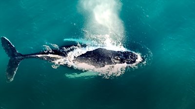 Humpback Whale