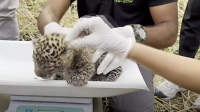 Leopard cubs reunited with mother