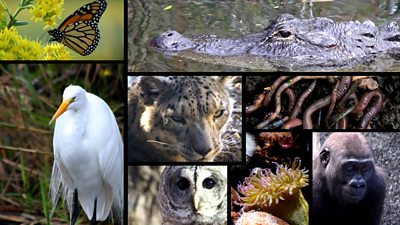 a montage of different animals
