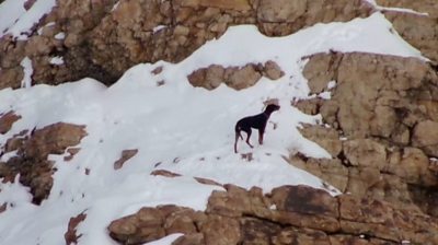 Nala the dog on a snowy mountain